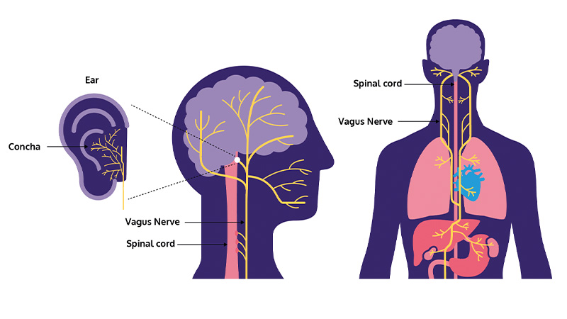 vagus_nerve_illustrations_800x450